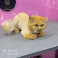 Love Fluff Mobile Pet Grooming Services