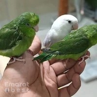 Arnab animals trading