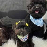 Pet Avenue Boutique and Spa