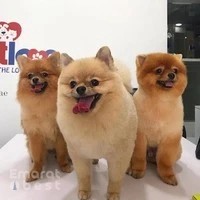 Petlove - Pet Grooming l Petshop l Daycare l Pet Boarding l Pet Taxi