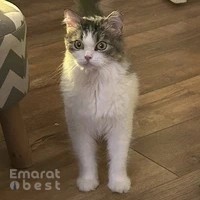 Nine Lives Pet Relocations