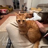 Nine Lives Pet Relocations