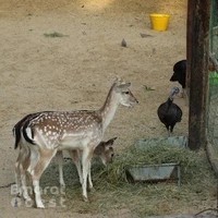 PoshPaws Kennels and Cattery