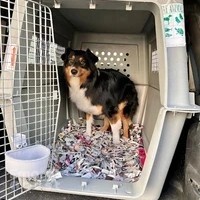 JetSet Pets - Pet Relocation Dubai