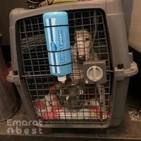 Snoopy Pets Relocation Services