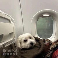 PAWPATHS PETS RELOCATION SERVICES