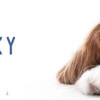 Blue Sky Pet Relocation