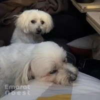 PET EXPRESS ANIMALS TRADING L.L.C