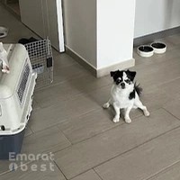 Happy tails pet relocation LLC