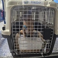 Fuzzy Friends Pets Services