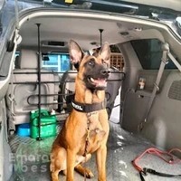 Faisal Pets Relocation and Pet Taxi Services