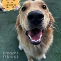 Happy Buddies - Dog Daycare & Boarding