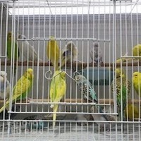 King of Bird - Al Bada'a