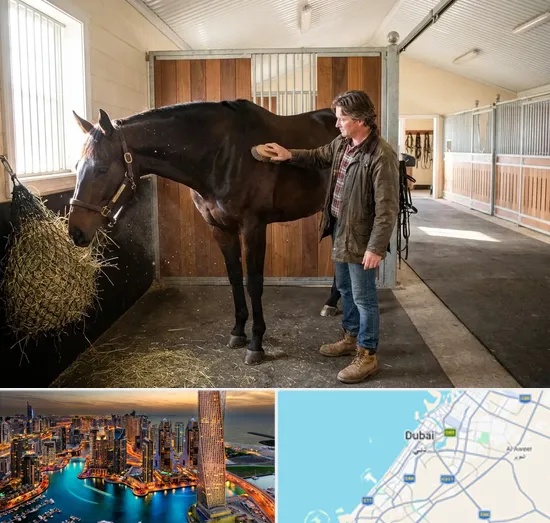 Horse Boarding in Dubai