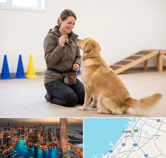 Pet Training in Dubai