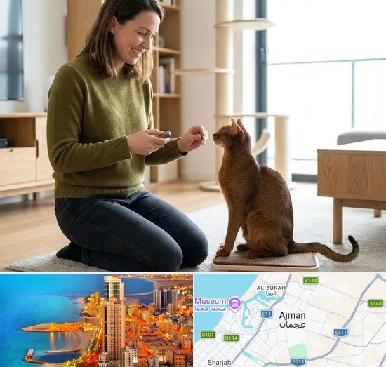 Cat Training in Ajman