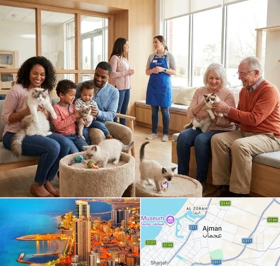 Buy Cat in Ajman