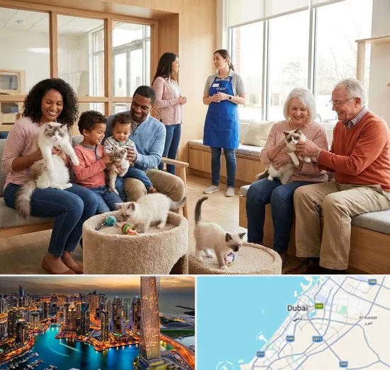 Buy Cat in Dubai