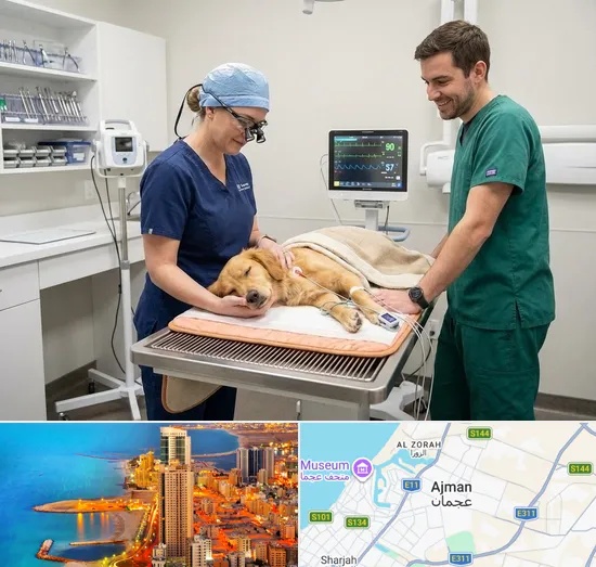 Pet Dental Care in Ajman