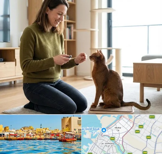 Cat Training in Deira