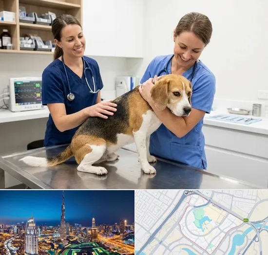 Spay & Neuter in Downtown Dubai