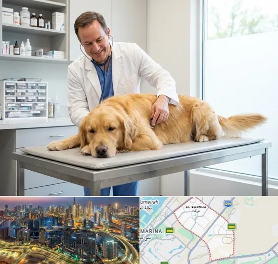Dog Veterinary in Al Barsha