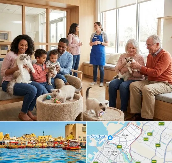 Buy Cat in Deira