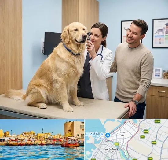 Veterinary Consultation in Deira