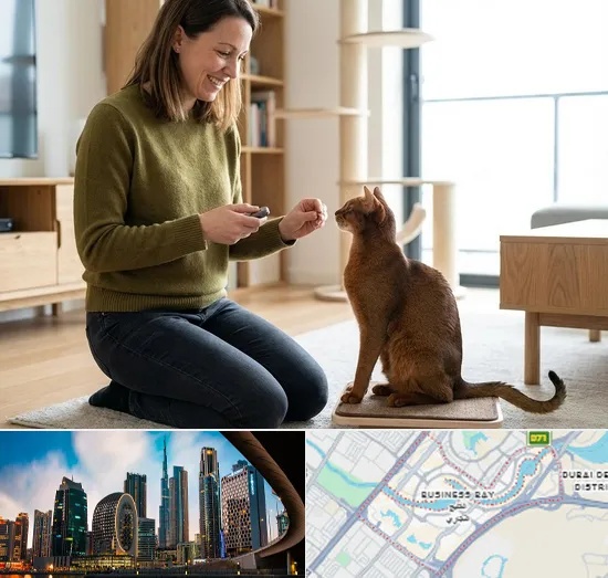 Cat Training in Business Bay