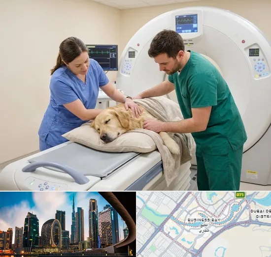 Pet CT Scan in Business Bay