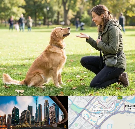 Dog Training in Business Bay