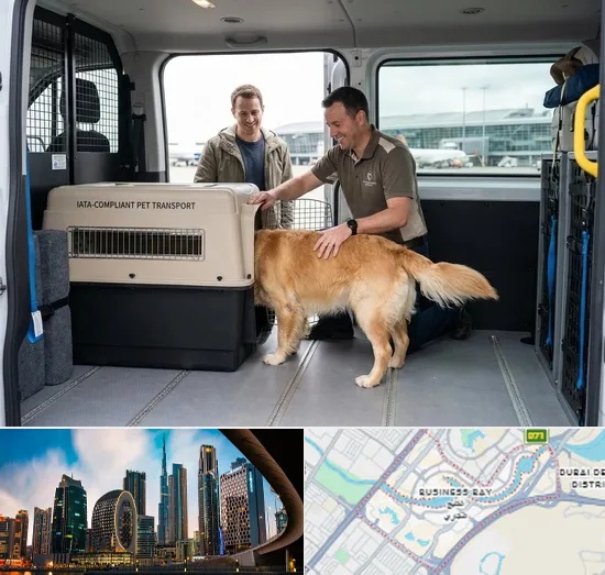 Pet Relocation Service in Business Bay