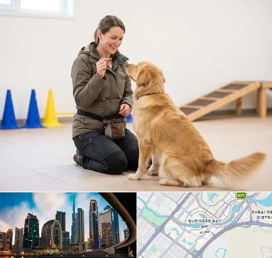Pet Training in Business Bay