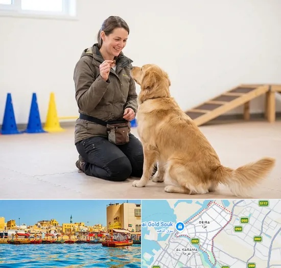 Pet Training in Deira
