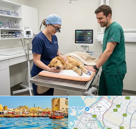 Pet Dental Care in Deira