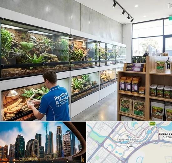 Reptile & Snake Shop in Business Bay