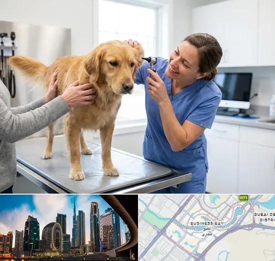 Pet Checkup in Business Bay