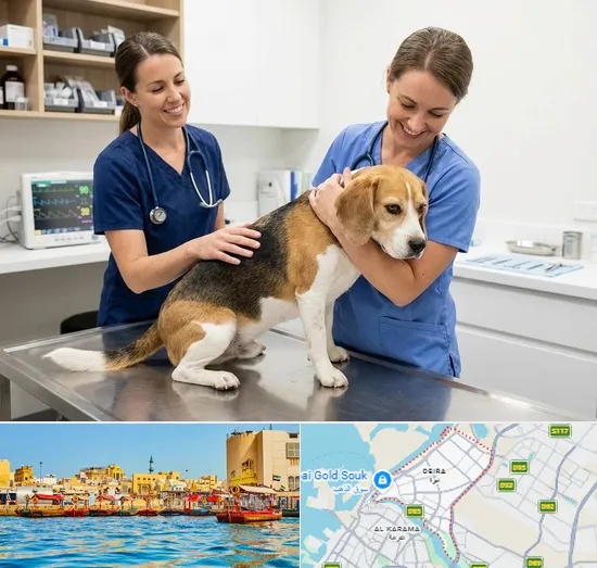 Spay & Neuter in Deira