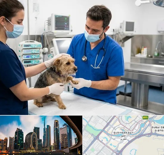 Emergency Veterinary in Business Bay