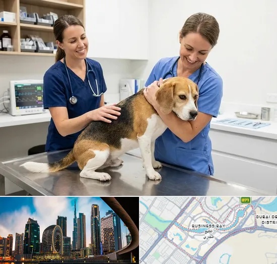 Spay & Neuter in Business Bay