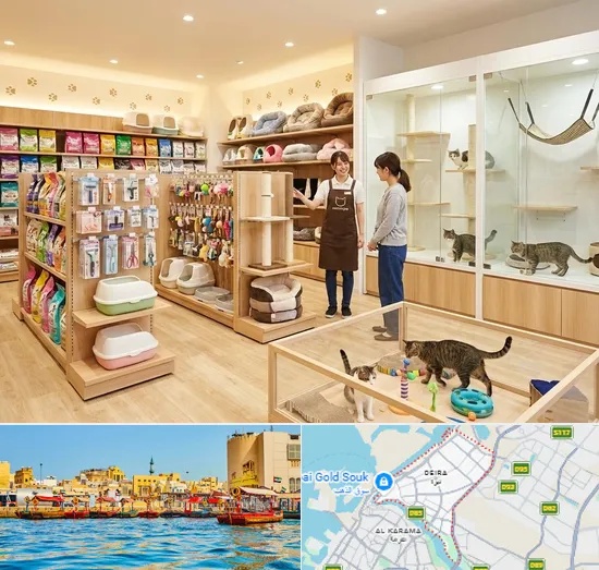 Cat Shop in Deira