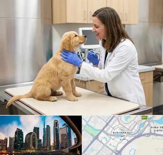 Pet Vaccination in Business Bay