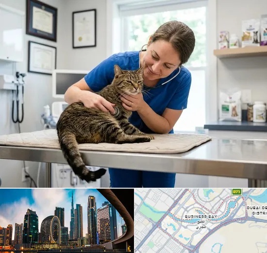Cat Veterinary in Business Bay