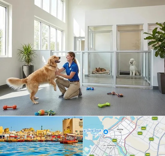 Pet Boarding in Deira