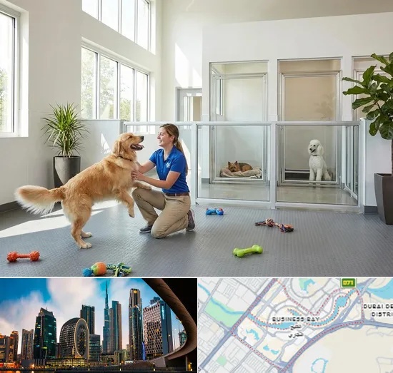 Pet Boarding in Business Bay