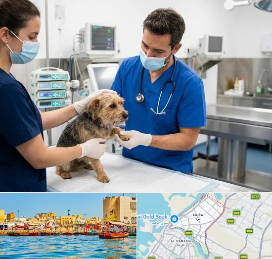 Emergency Veterinary in Deira