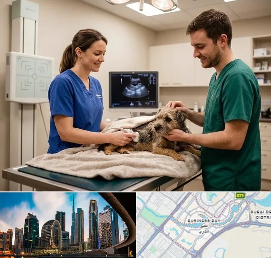 Pet X-ray & Ultrasound in Business Bay