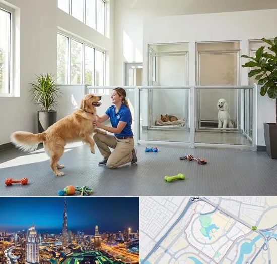 Pet Boarding in Downtown Dubai