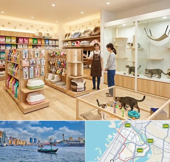 Cat Shop in Bur Dubai