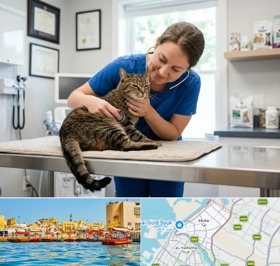Cat Veterinary in Deira